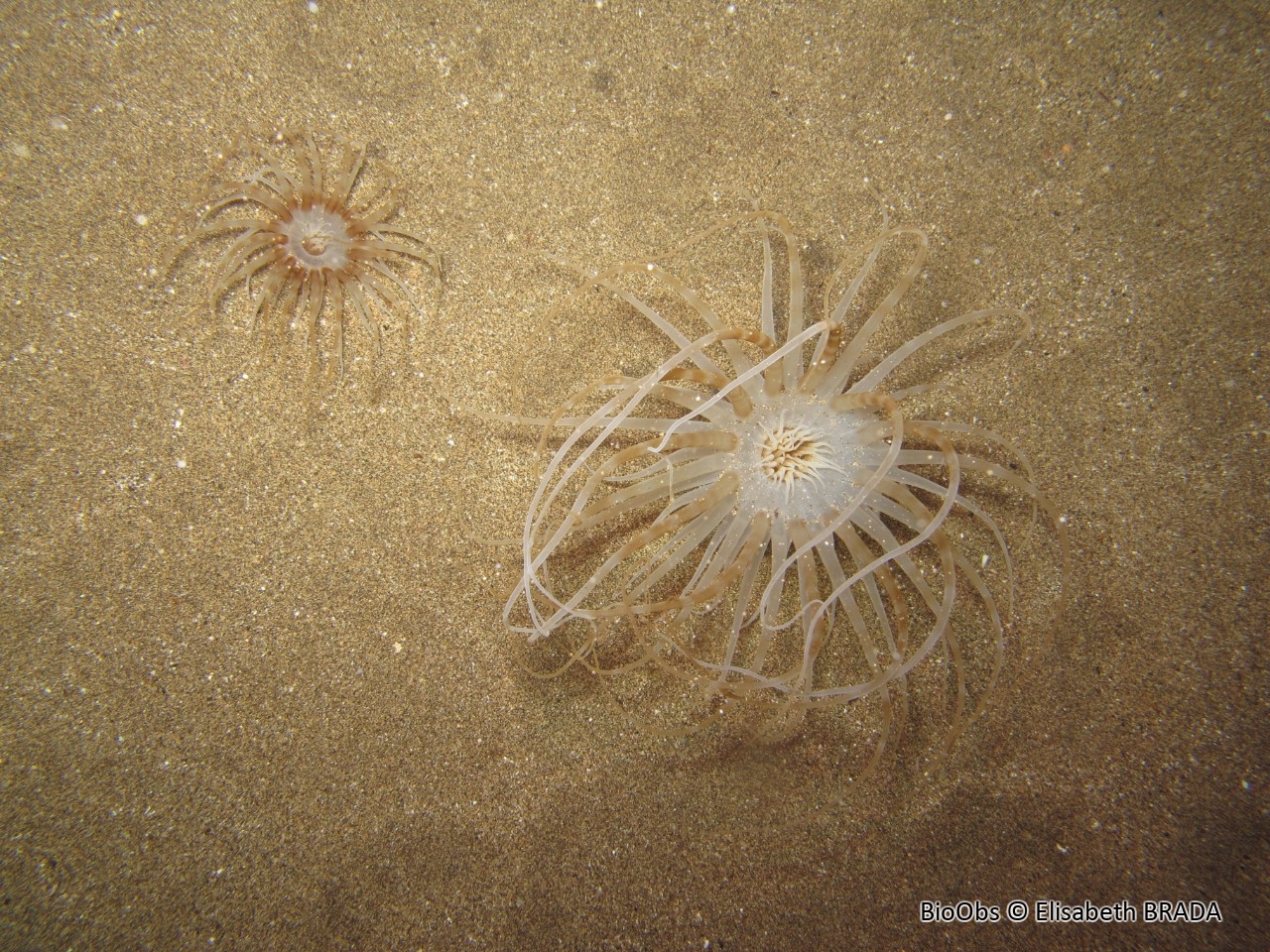 Cérianthe de Madère - Isarachnanthus maderensis - Elisabeth BRADA - BioObs