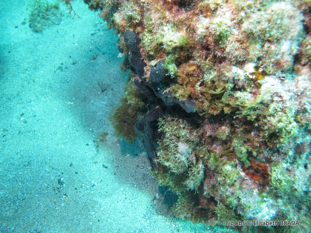 Haliclone encroutante des Canaries - Haliclona (Chalinula) parasimulans - Elisabeth BRADA - BioObs