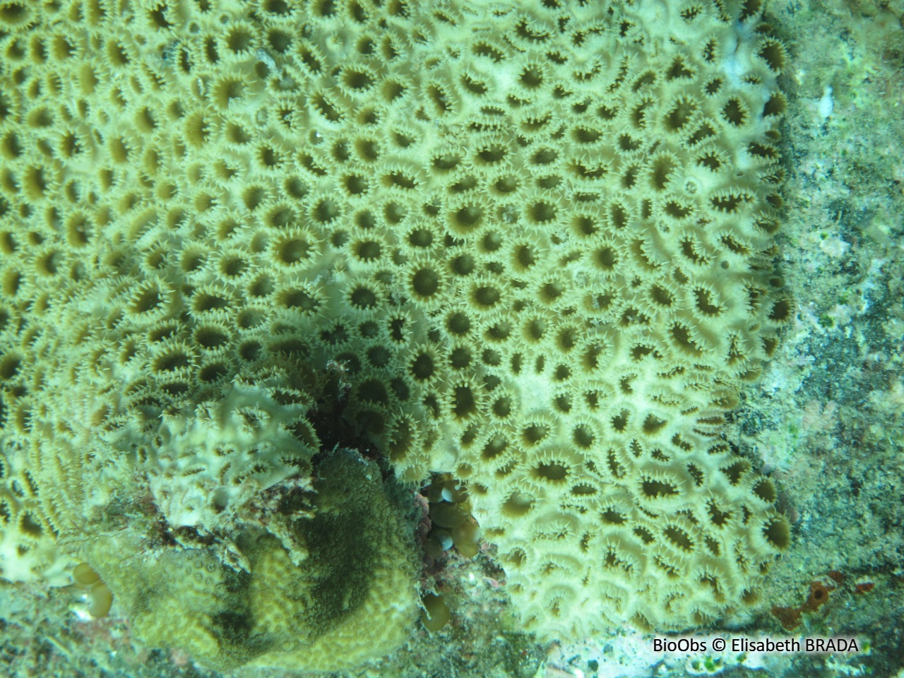 Zoanthaire caraïbes - Palythoa caribaeorum - Elisabeth BRADA - BioObs
