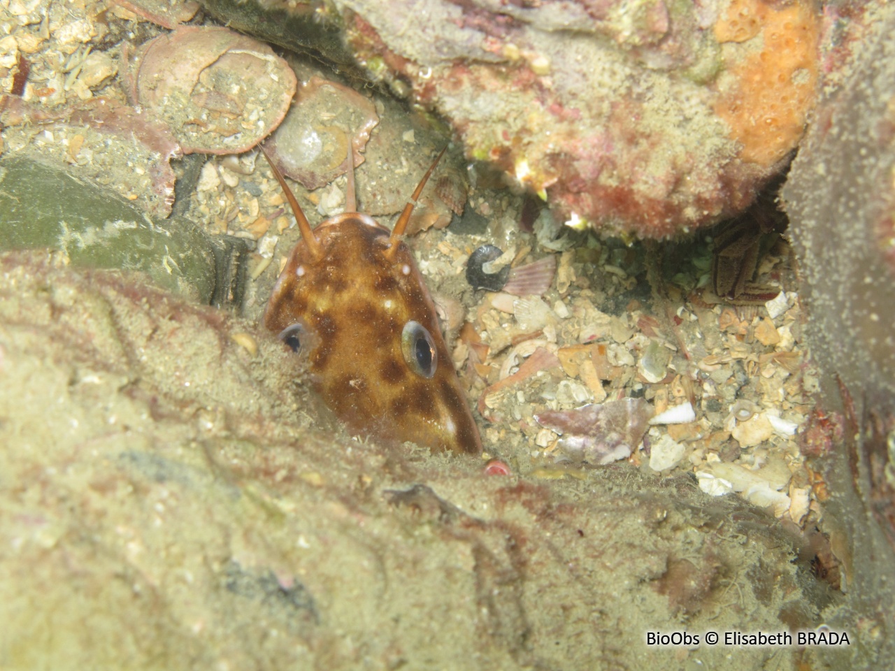 Motelle commune - Gaidropsarus vulgaris - Elisabeth BRADA - BioObs