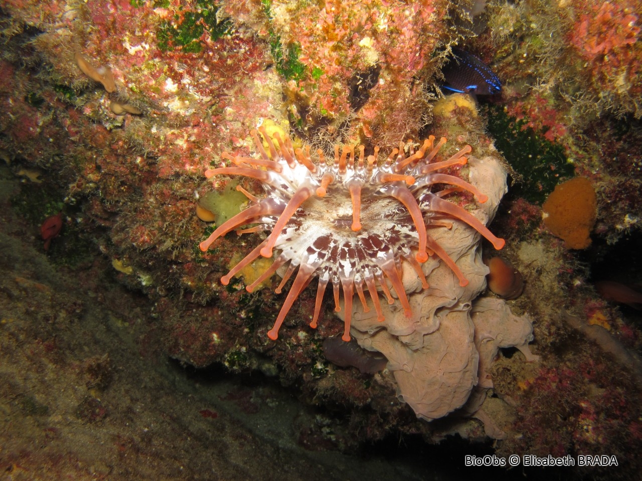 Anémone américaine - Telmatactis cricoides - Elisabeth BRADA - BioObs