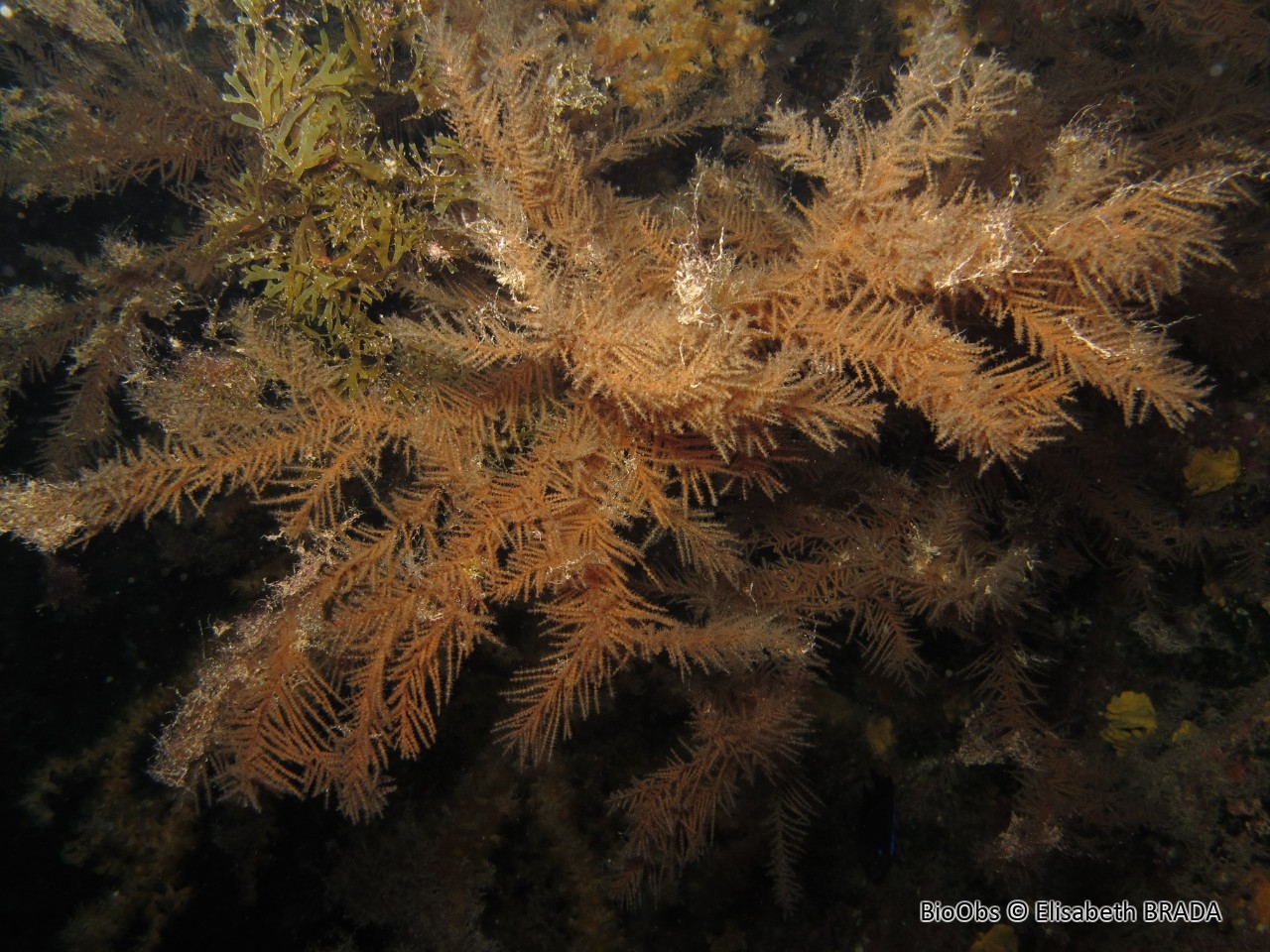Corail noir des Canaries - Antipathella wollastoni - Elisabeth BRADA - BioObs