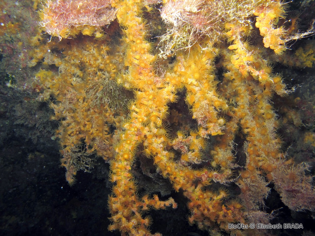 Anemone de la Macaronesie - Antipathozoanthus macaronesicus - Elisabeth BRADA - BioObs