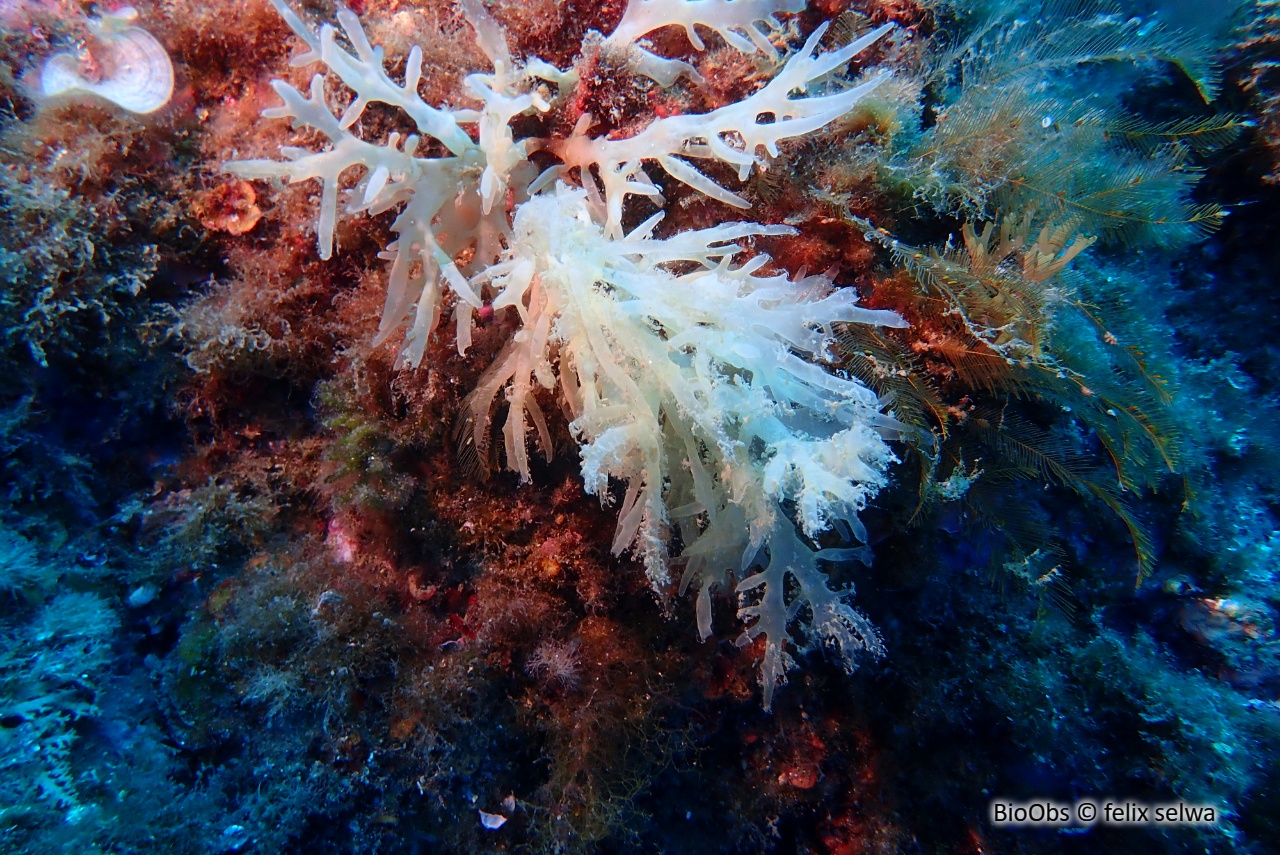 Algue branchue cartilagineuse - Chrysymenia ventricosa - felix selwa - BioObs