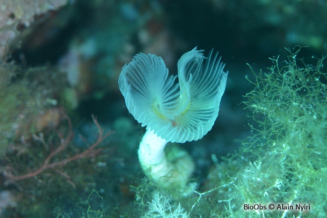 Protule lisse - Protula tubularia - Alain Nyiri - BioObs