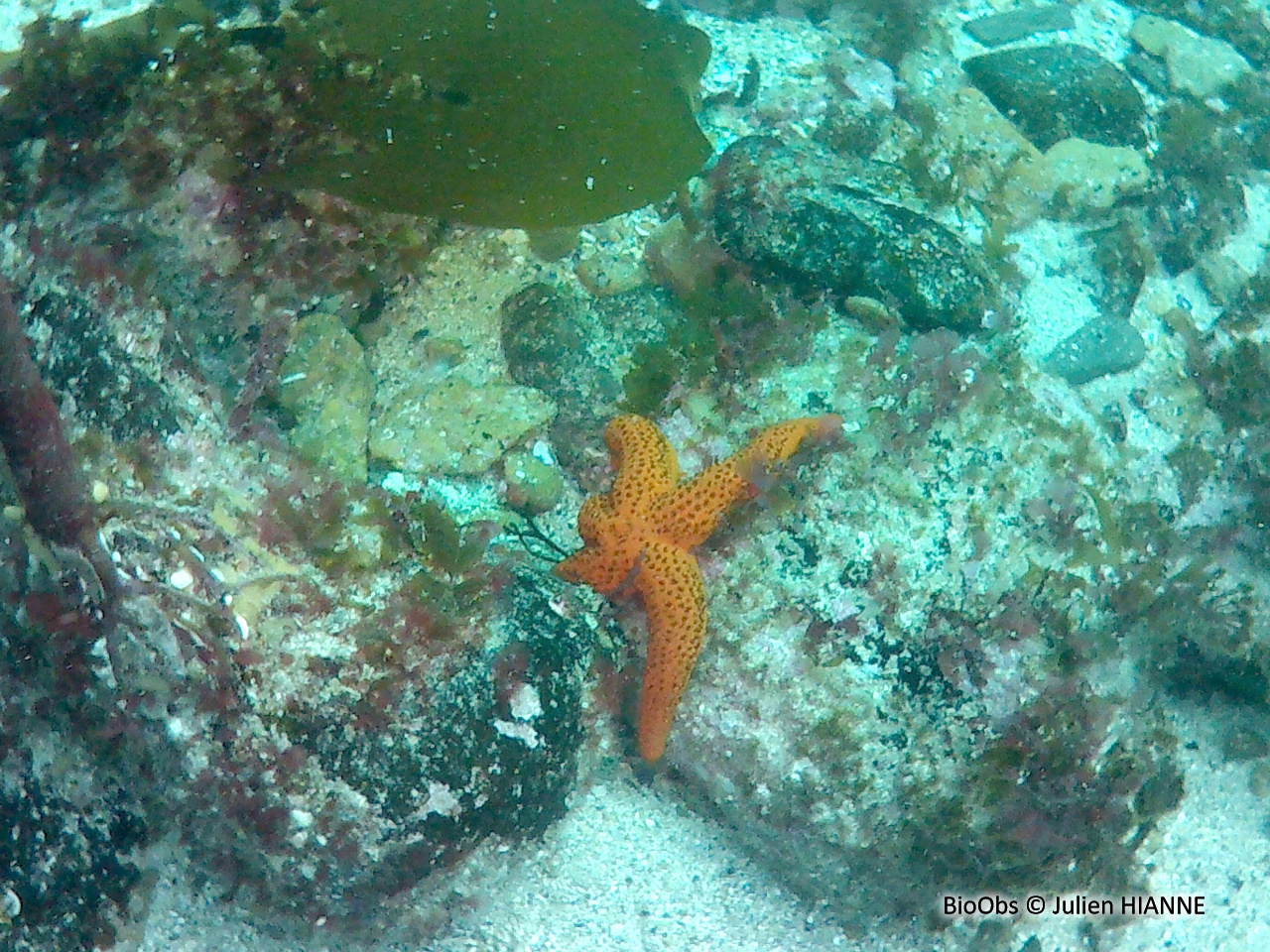Etoile de mer rouge - Echinaster (Echinaster) sepositus - Julien HIANNE - BioObs