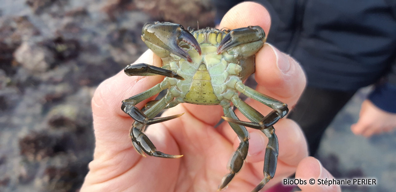 Crabe vert - Carcinus maenas - Stéphanie PERIER - BioObs