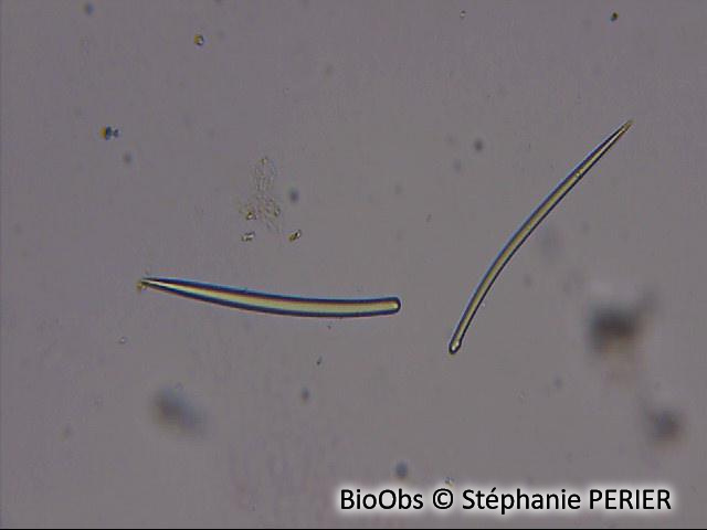 Eponge mousse de carotte - Amphilectus fucorum - Stéphanie PERIER - BioObs
