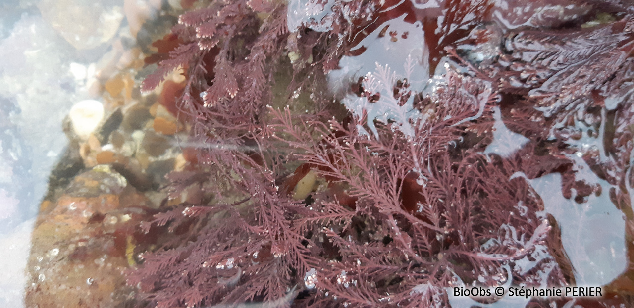 Coralline - Corallina officinalis - Stéphanie PERIER - BioObs