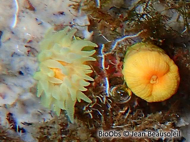 Corail jaune solitaire - Leptopsammia pruvoti - Jean Beausoleil - BioObs
