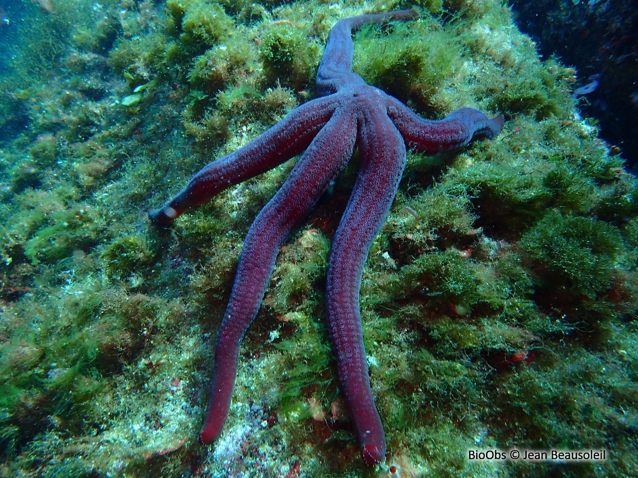 Etoile de mer violette - Ophidiaster ophidianus - Jean Beausoleil - BioObs