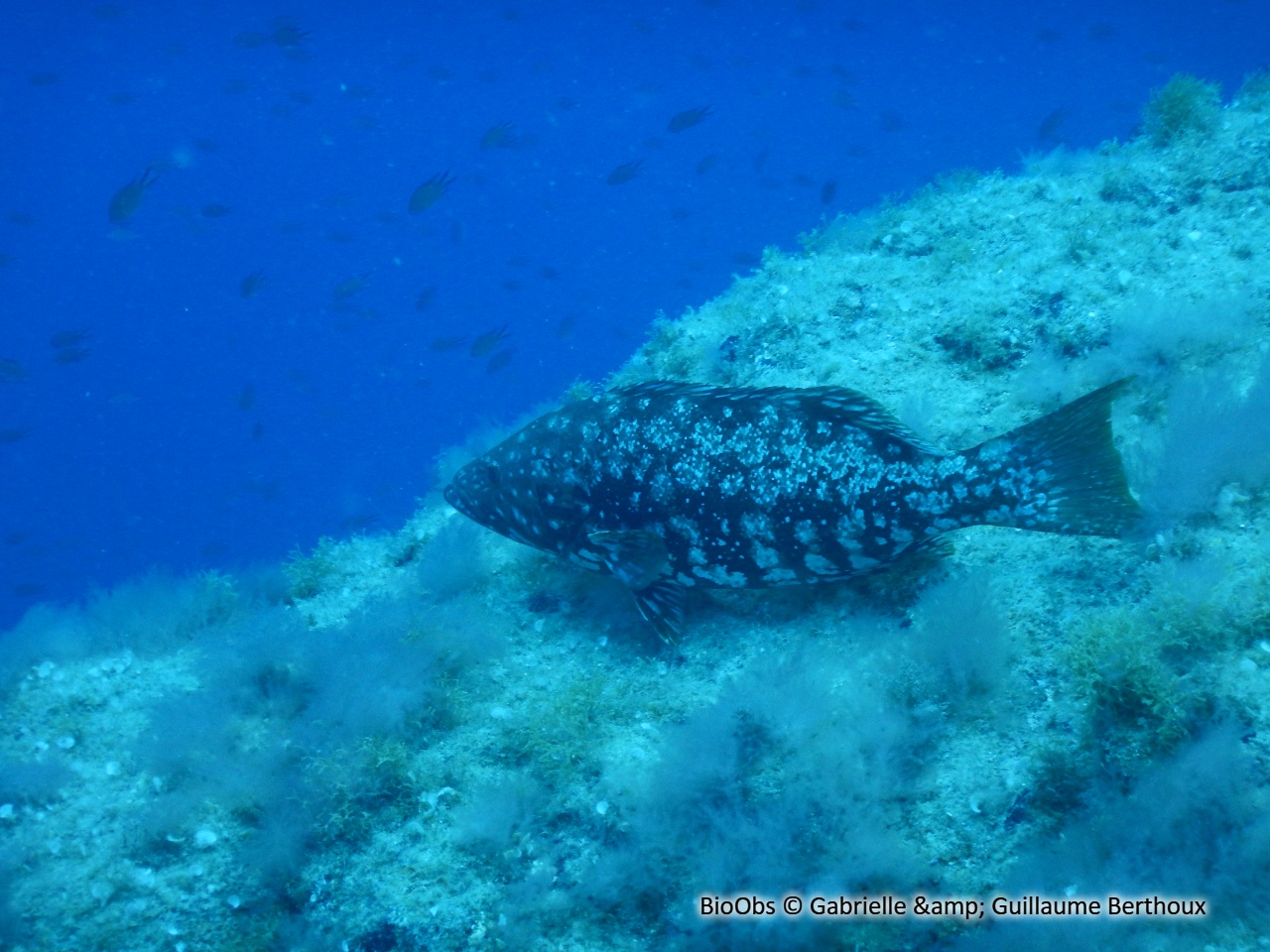 Badèche insulaire - Mycteroperca fusca - Gabrielle & Guillaume Berthoux - BioObs