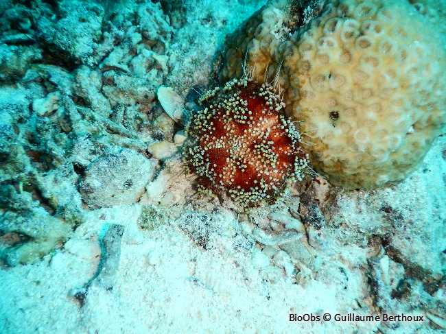 Oursin-cuir de mer Rouge - Asthenosoma marisrubri - Guillaume Berthoux - BioObs