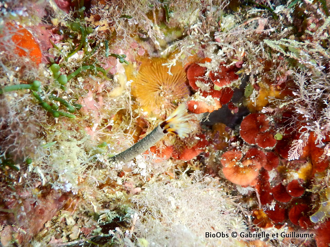 Bryozoaire à fouet - Caberea boryi - Guillaume Berthoux - BioObs