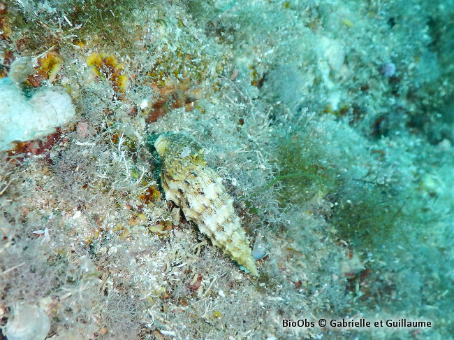 Cérithe goumier - Cerithium vulgatum - Guillaume Berthoux - BioObs