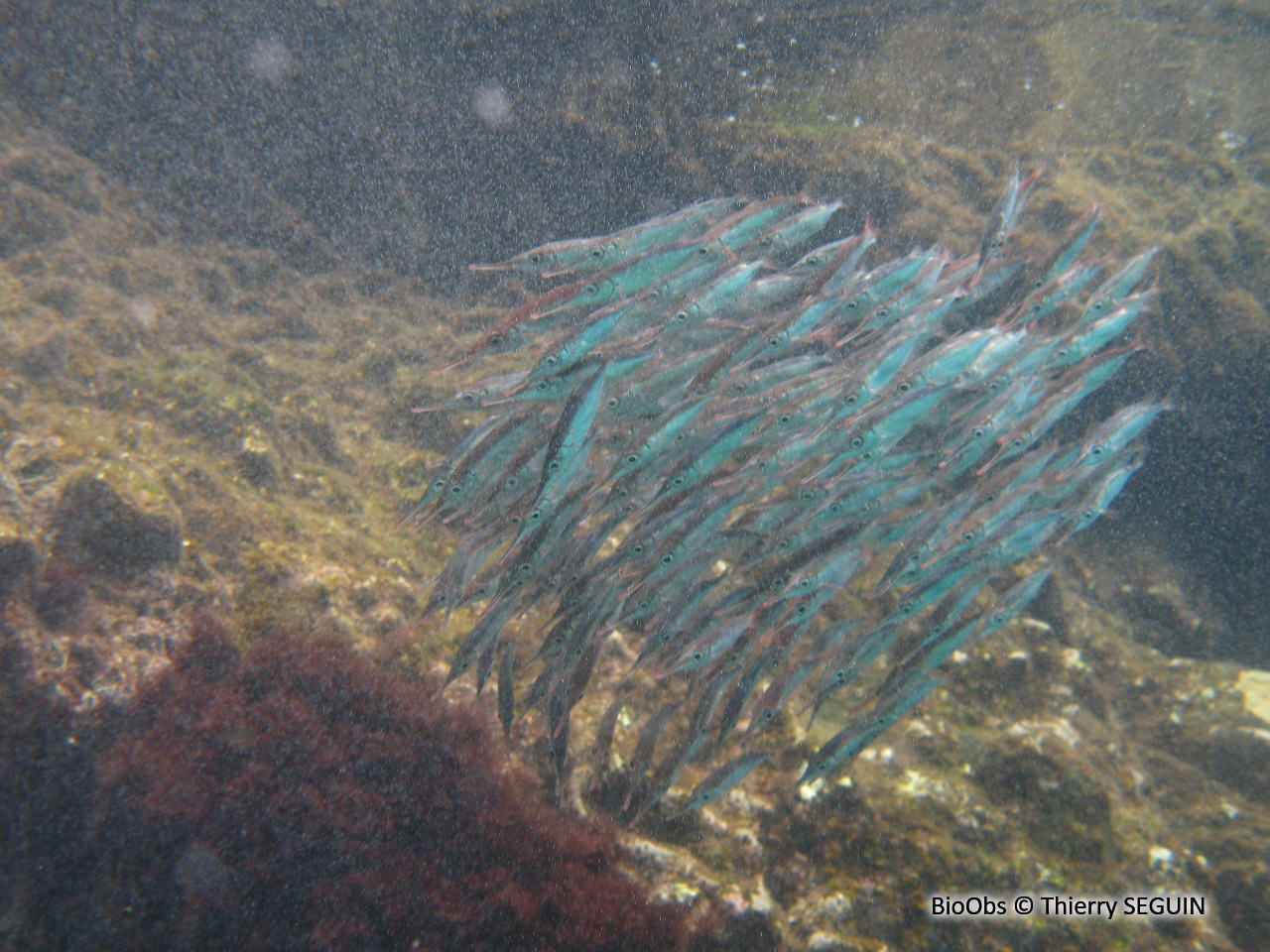 Bécasse de mer - Macroramphosus scolopax - Thierry SEGUIN - BioObs
