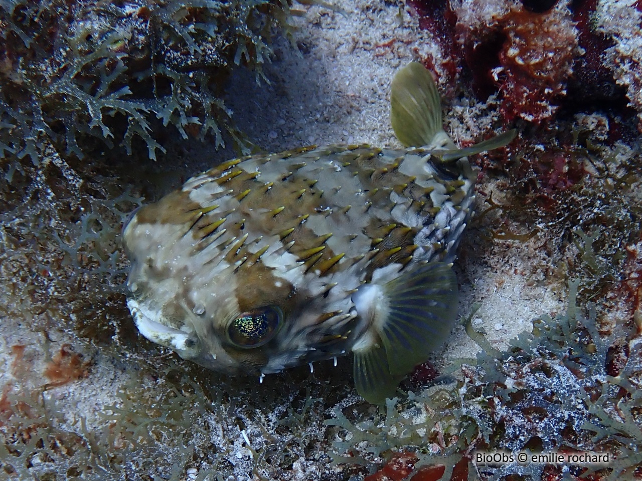 Porc-épic ballon - Diodon holocanthus - emilie rochard - BioObs