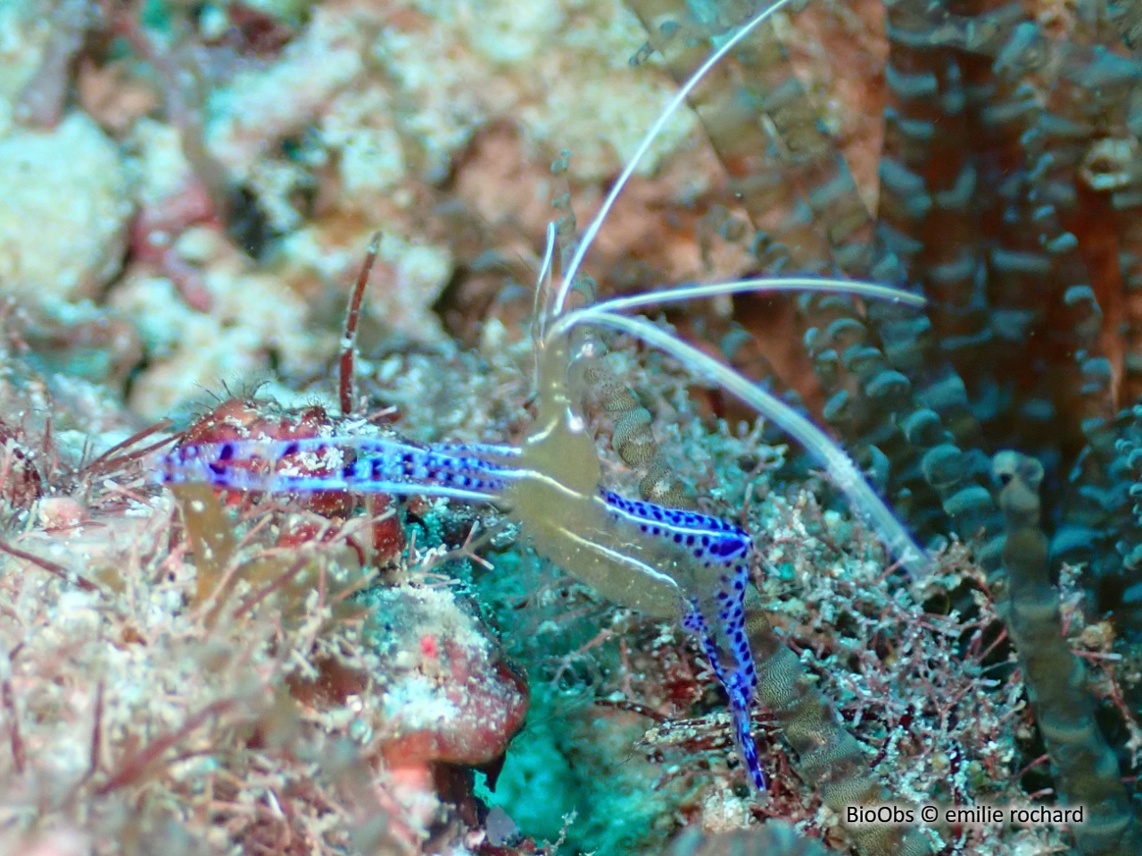 Crevette nettoyeuse de Pederson - Ancylomenes pedersoni - emilie rochard - BioObs
