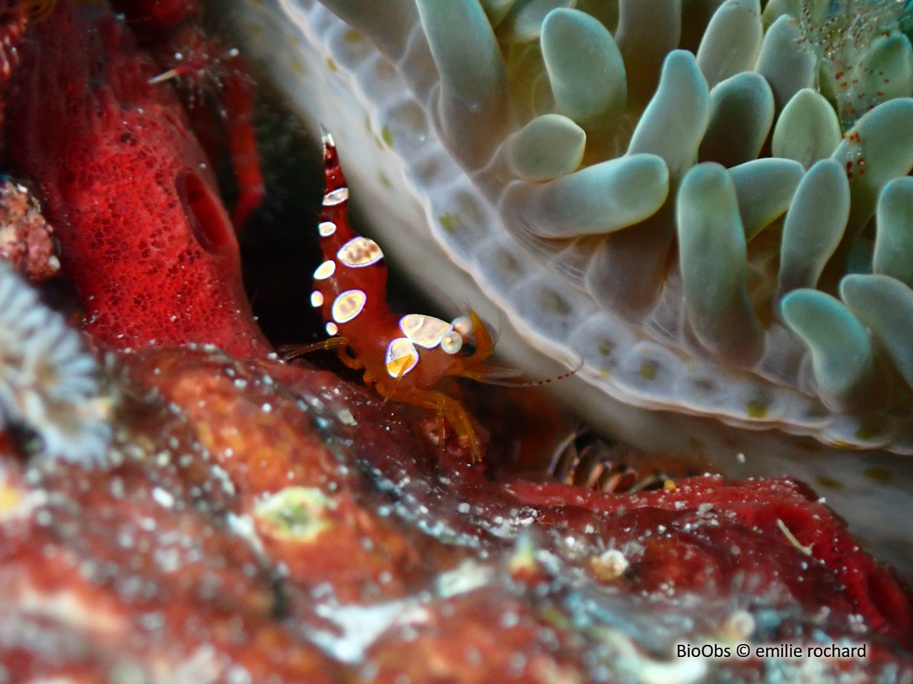 Crevette de Thor Caraïbes - Thor dicaprio - emilie rochard - BioObs