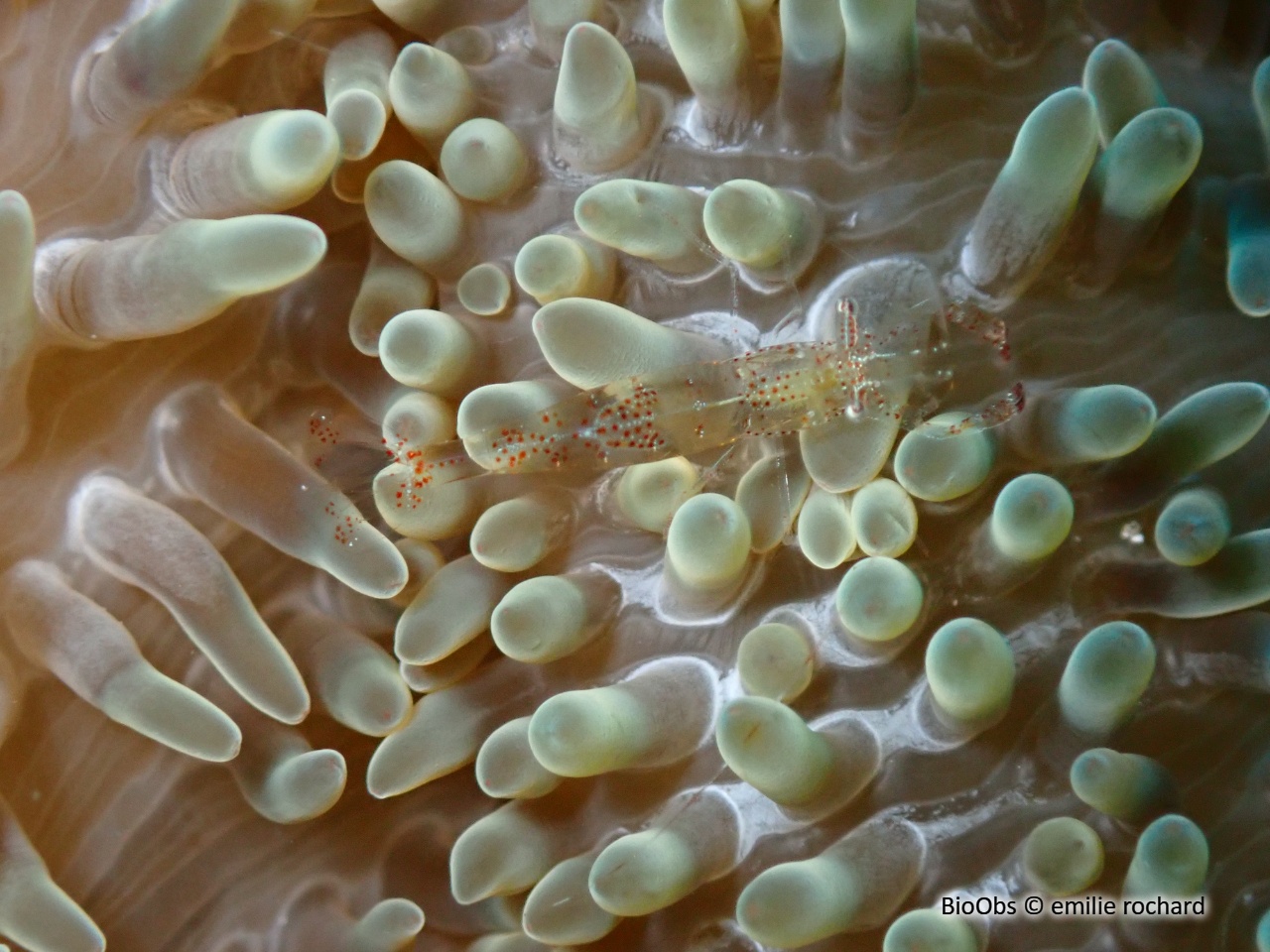 Crevette des anémones-soleil - Periclimenes rathbunae - emilie rochard - BioObs