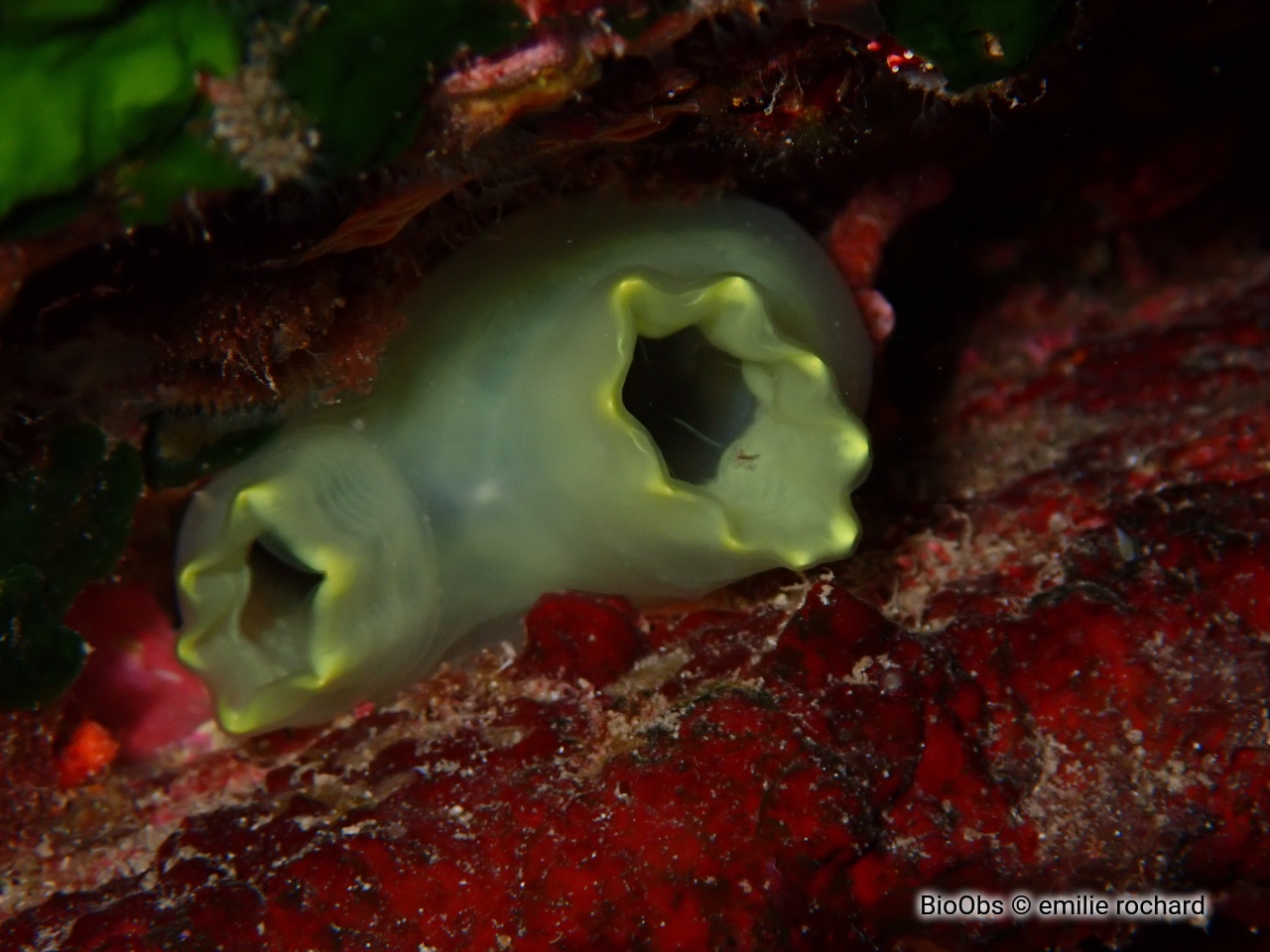 Cione jaune de Edwards - Ciona edwardsi - emilie rochard - BioObs