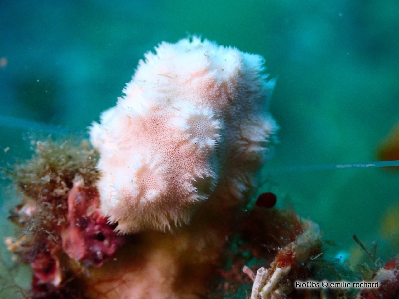Disporelle napolitaine - Disporella hispida - emilie rochard - BioObs
