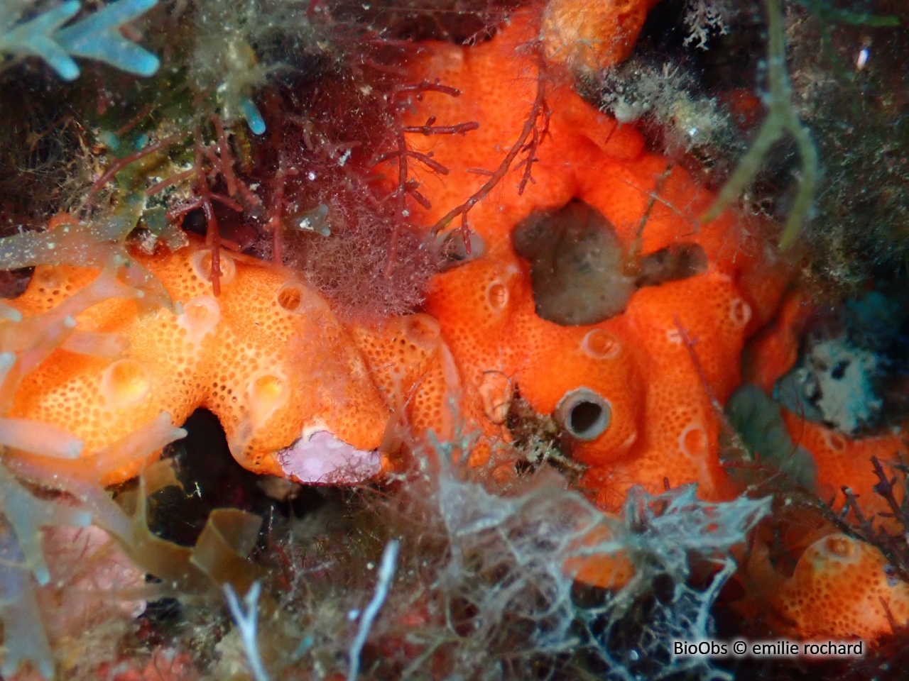 Didemne commun - Didemnum commune - emilie rochard - BioObs
