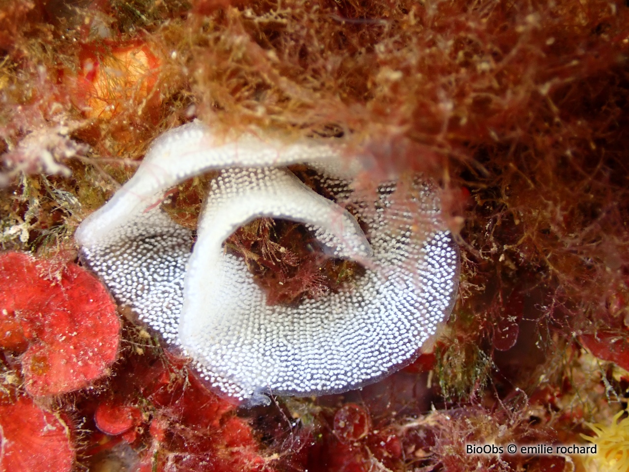 Doris dalmatien ponte - Peltodoris - emilie rochard - BioObs