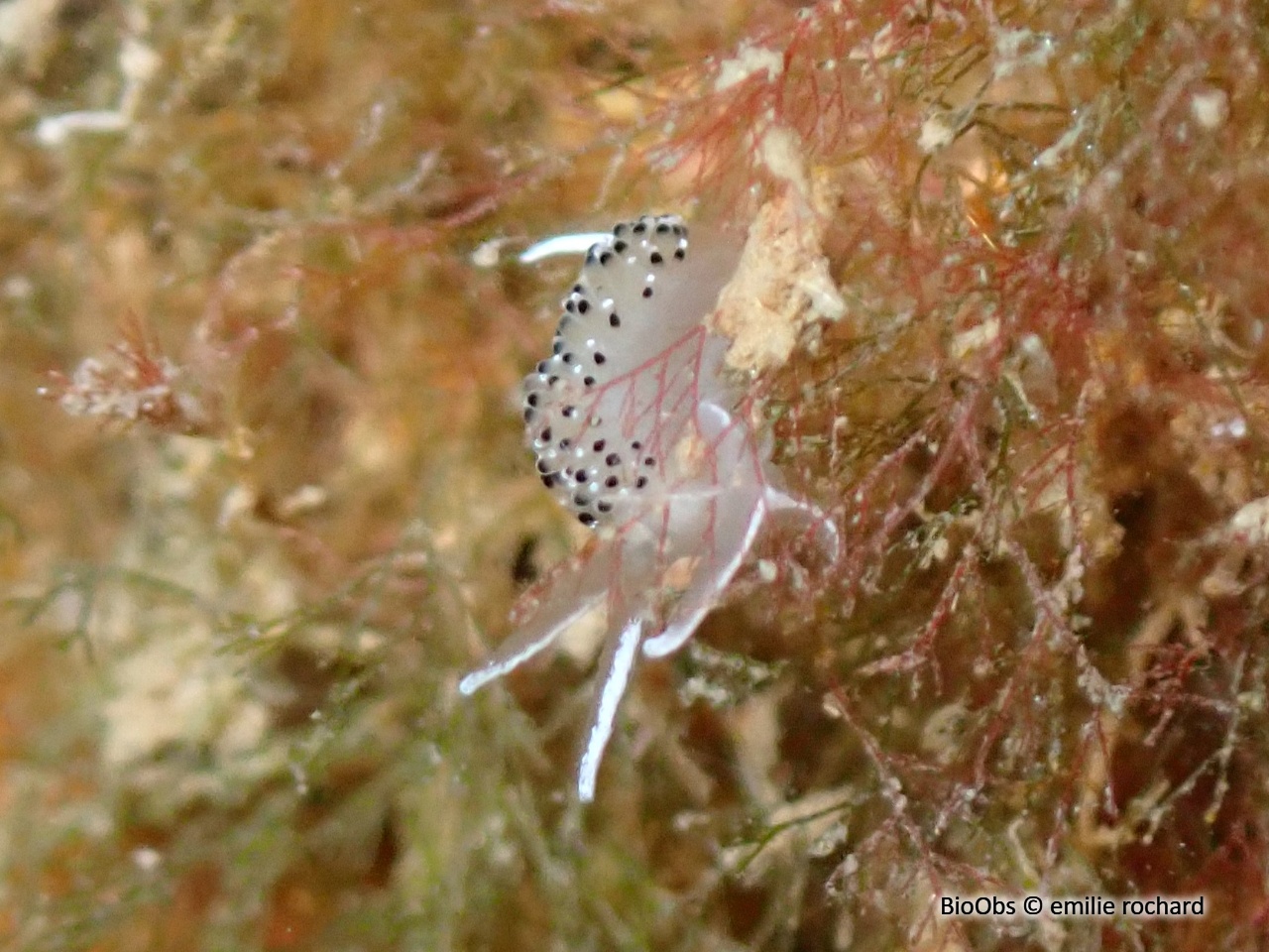 Faceline à ponctuations noires - Caloria elegans - emilie rochard - BioObs