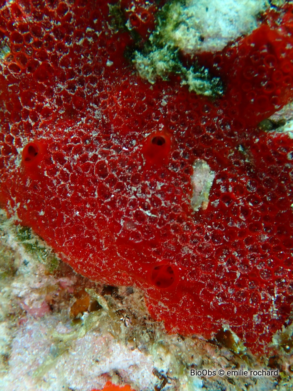 Eponge catalane rouge à cratères - Hamigera hamigera - emilie rochard - BioObs