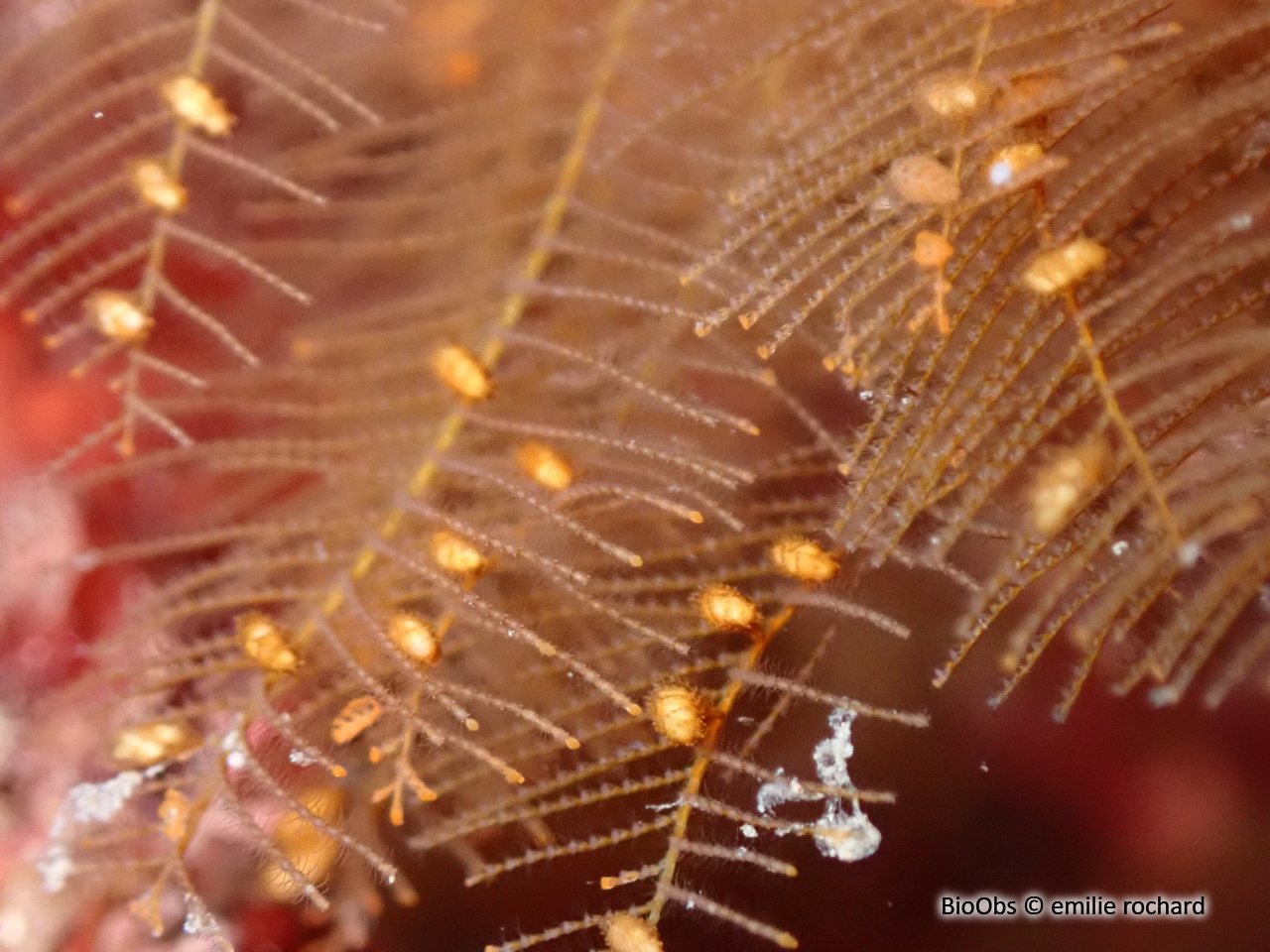 Aglaophénia allongée - Aglaophenia elongata - emilie rochard - BioObs