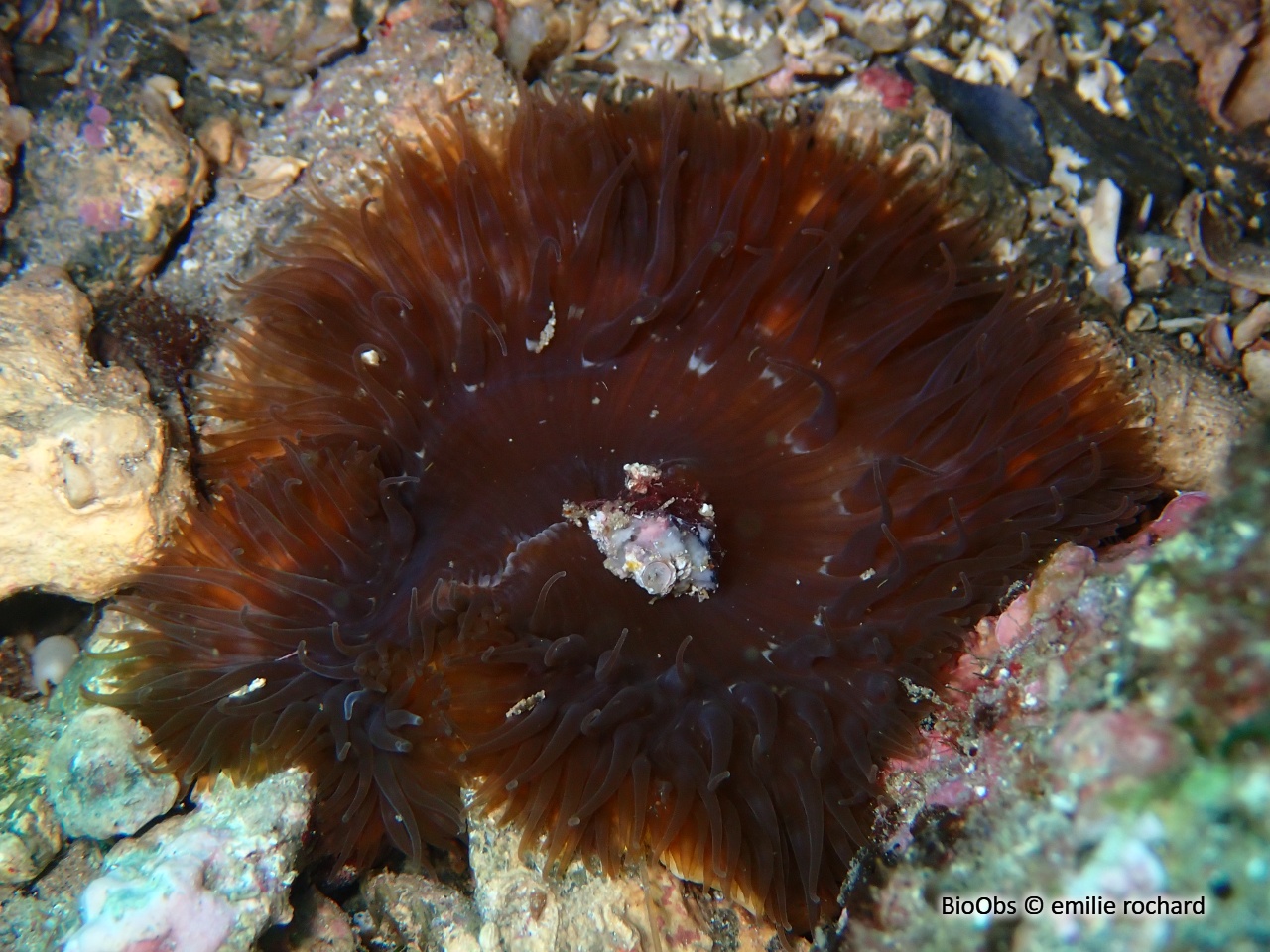 Anémone solaire - Cereus pedunculatus - emilie rochard - BioObs