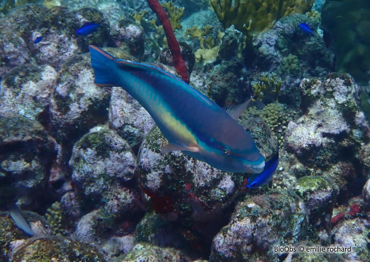 Poisson perroquet prince - Scarus taeniopterus - emilie rochard - BioObs