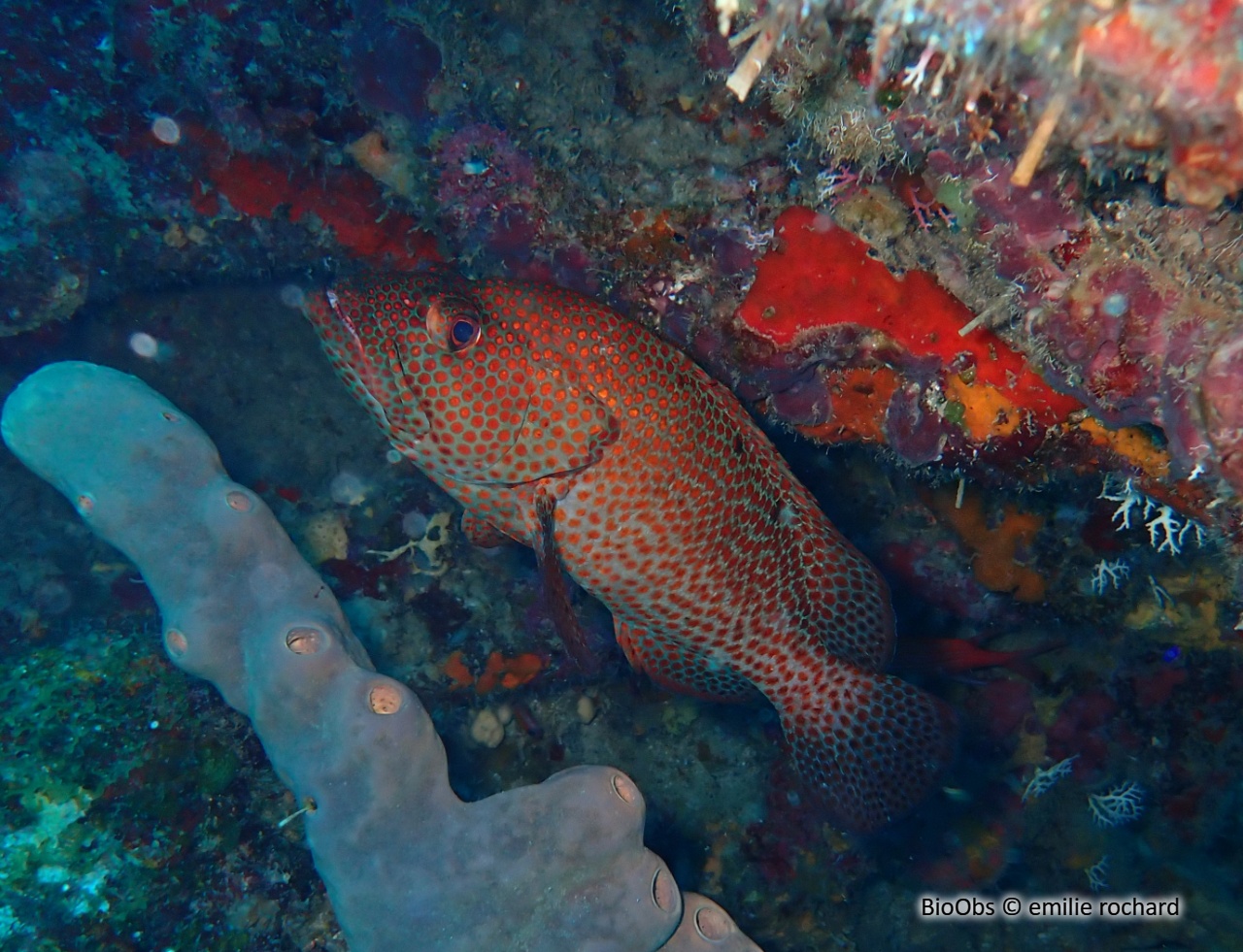 Mérou de roche Caraïbes - Cephalopholis cruentata - emilie rochard - BioObs