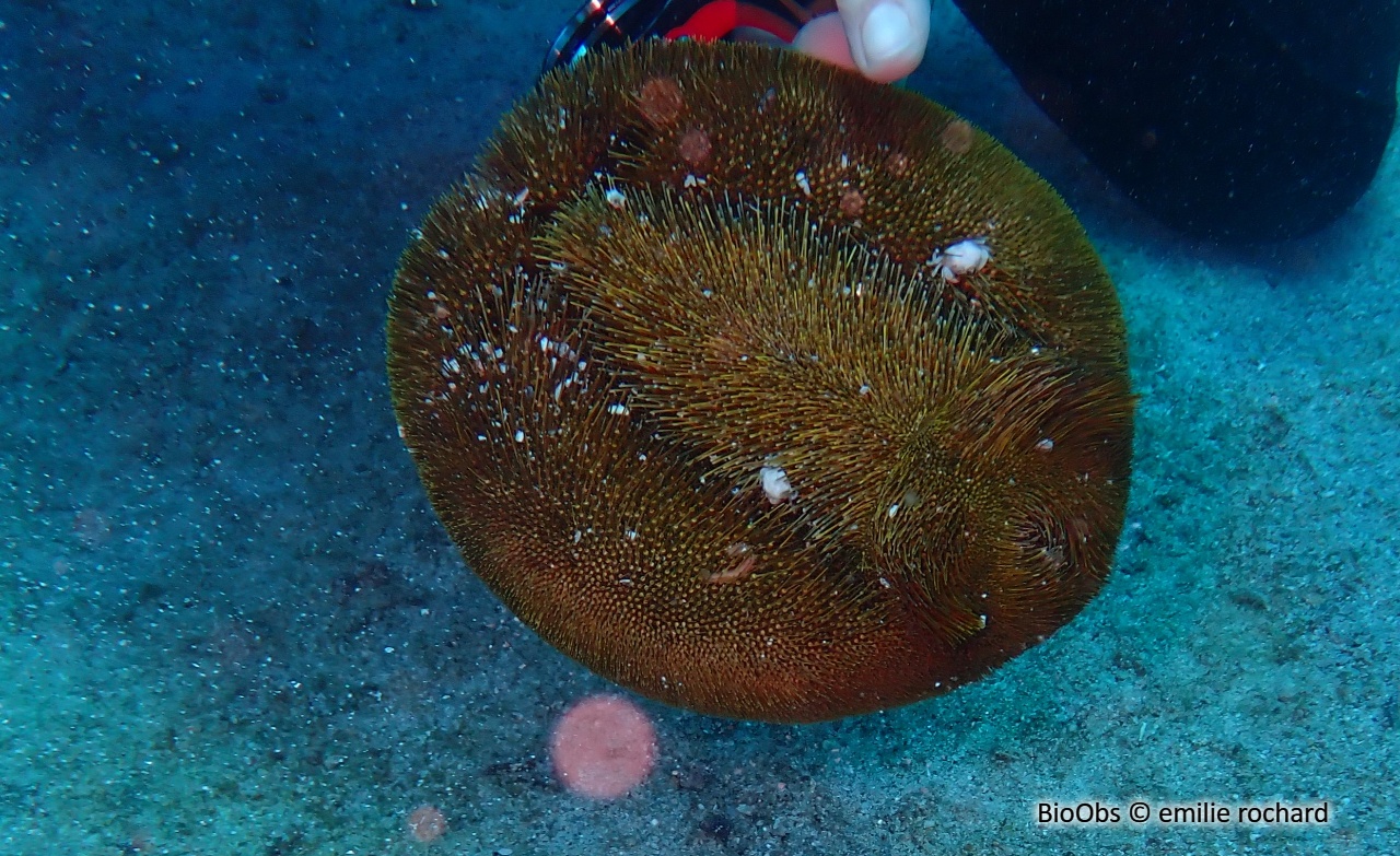 Spatangue rouge - Meoma ventricosa - emilie rochard - BioObs