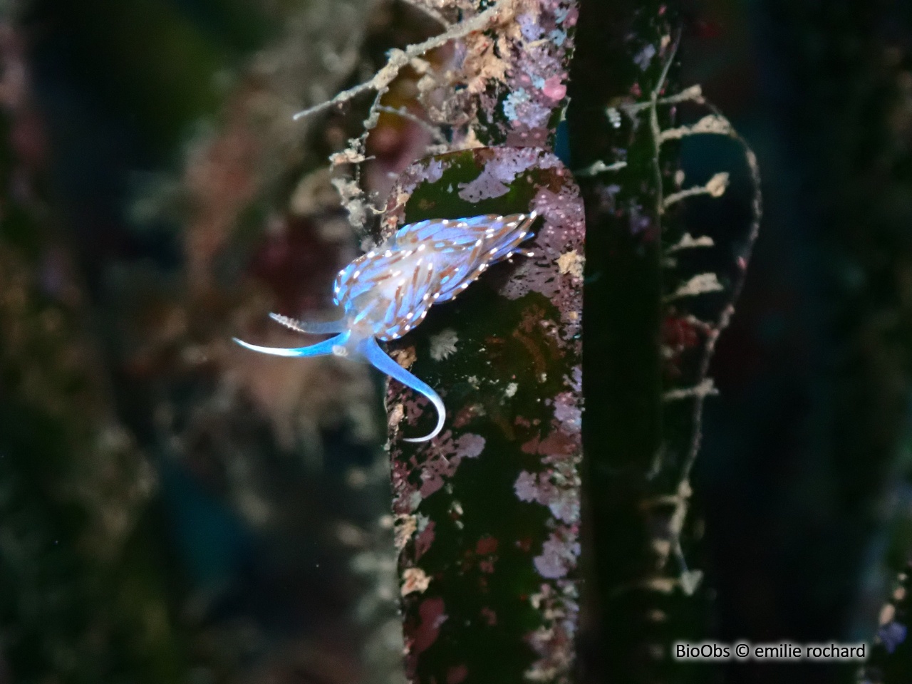 Faceline bleutée - Facelina auriculata - emilie rochard - BioObs