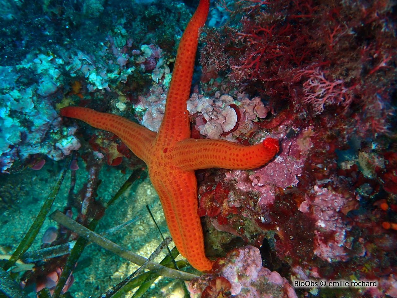 Etoile de mer lisse - Hacelia attenuata - emilie rochard - BioObs
