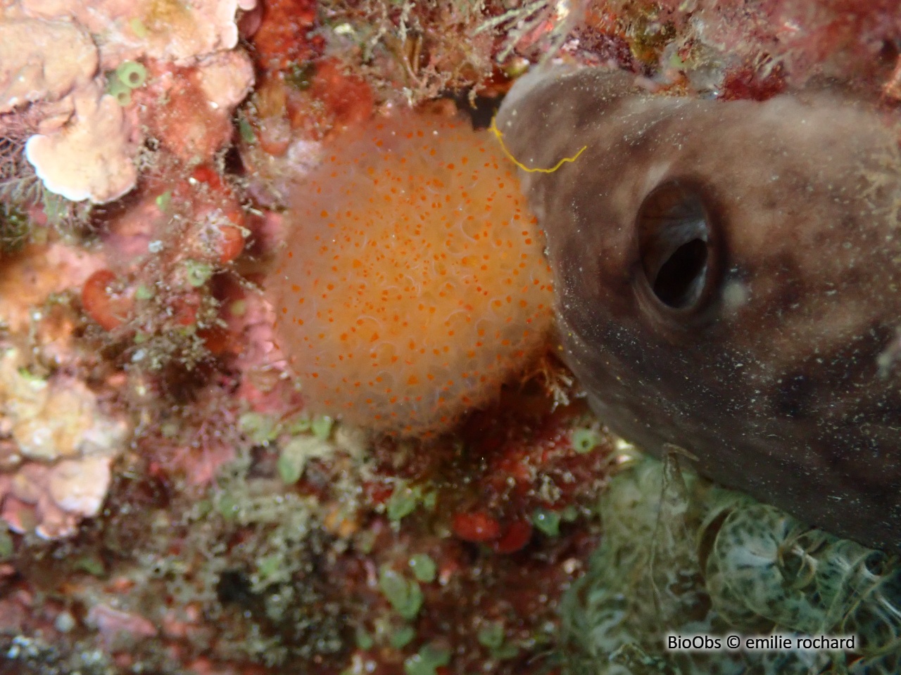 Pseudodistoma corse - Pseudodistoma cyrnusense - emilie rochard - BioObs