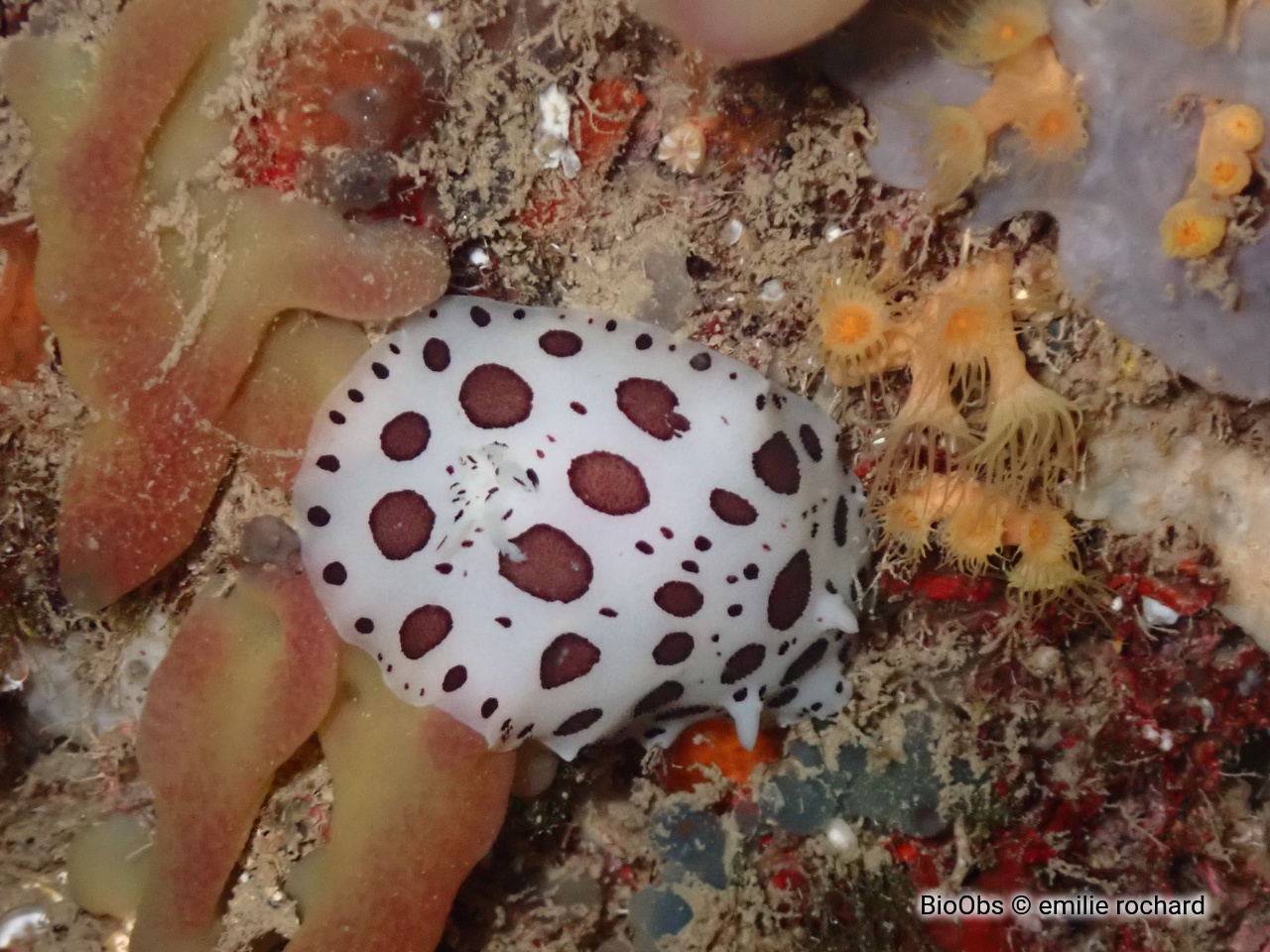 Doris dalmatien - Peltodoris atromaculata - emilie rochard - BioObs