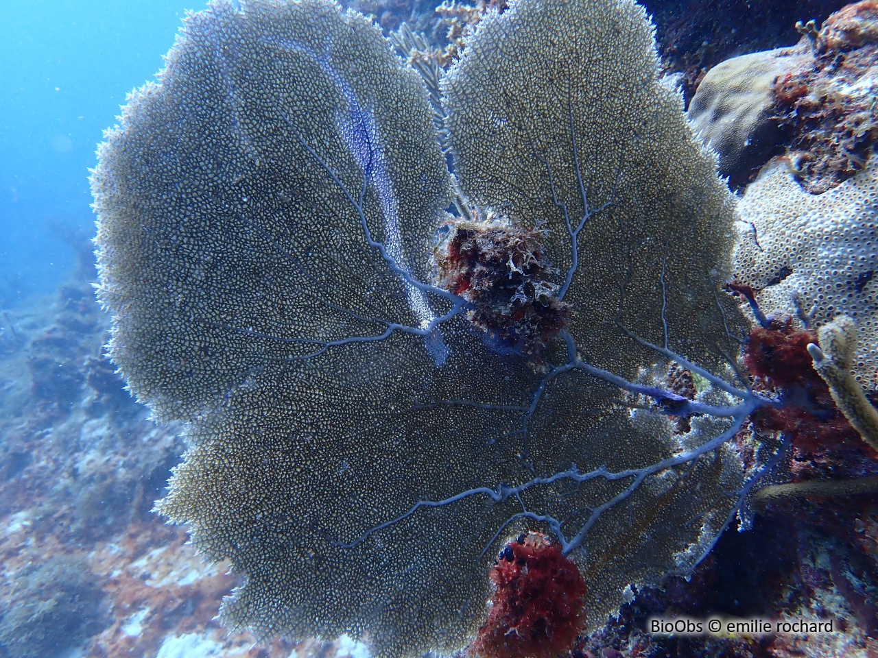 Gorgone pourpre des caraibes - Gorgonia ventalina - emilie rochard - BioObs