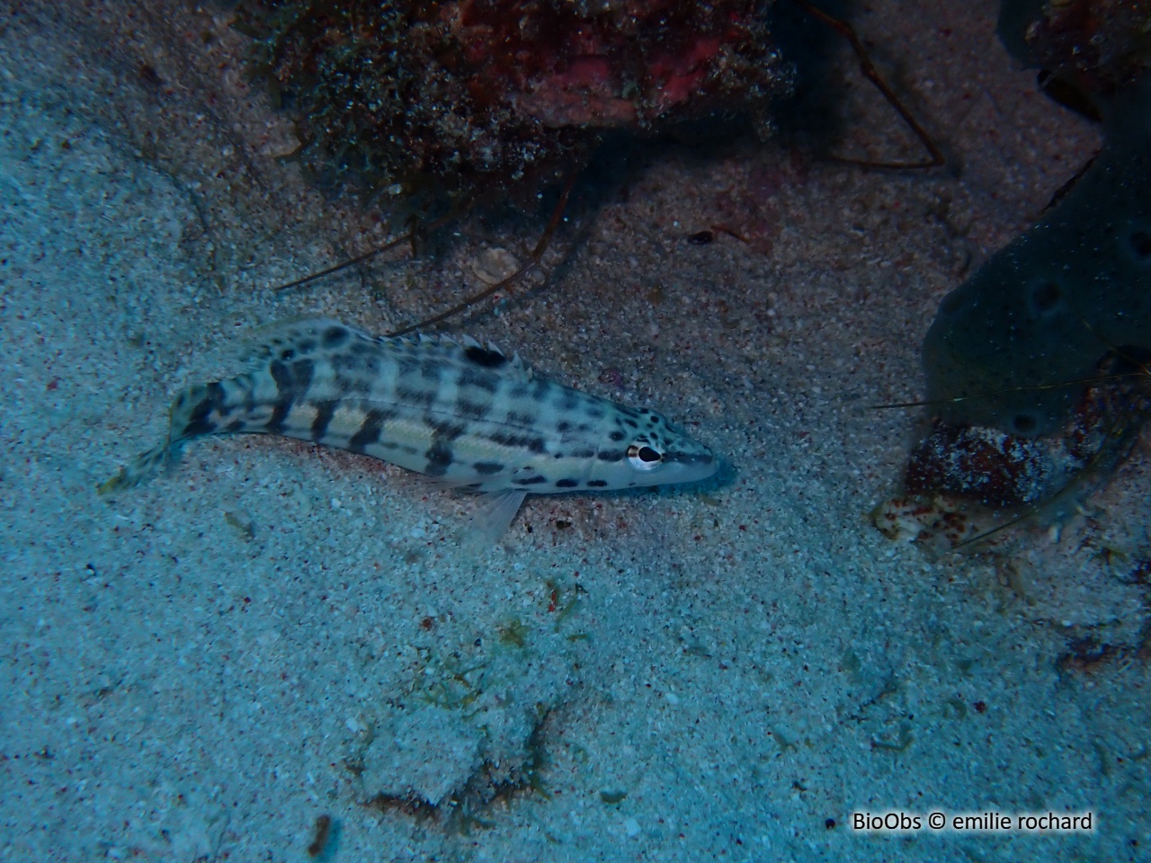Serran tigré - Serranus tigrinus - emilie rochard - BioObs