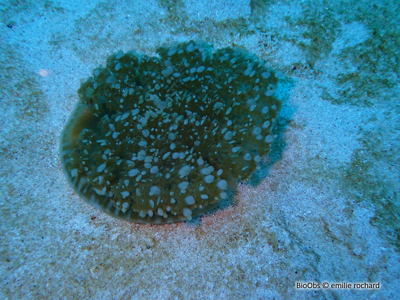 Cassiopée fine - Cassiopea frondosa - emilie rochard - BioObs