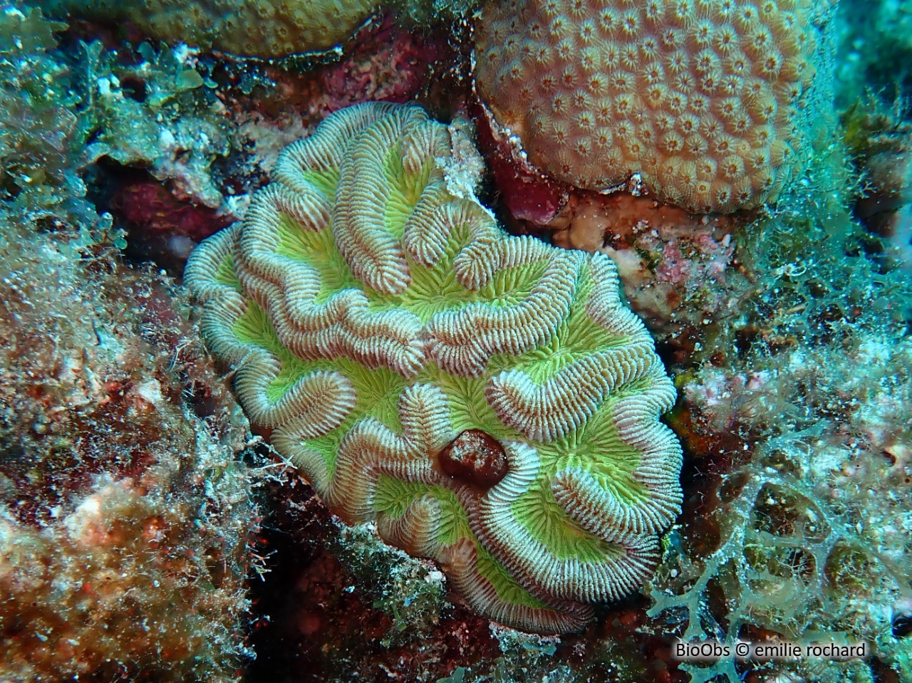Rose de corail - Manicina areolata - emilie rochard - BioObs