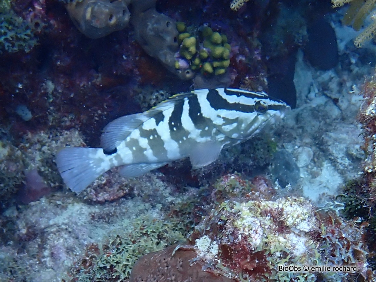 Mérou de Nassau - Epinephelus striatus - emilie rochard - BioObs