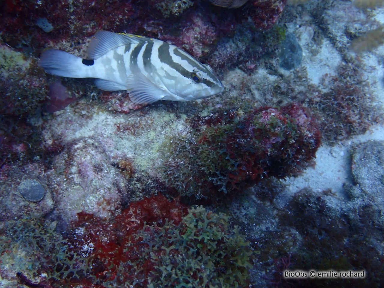 Mérou de Nassau - Epinephelus striatus - emilie rochard - BioObs