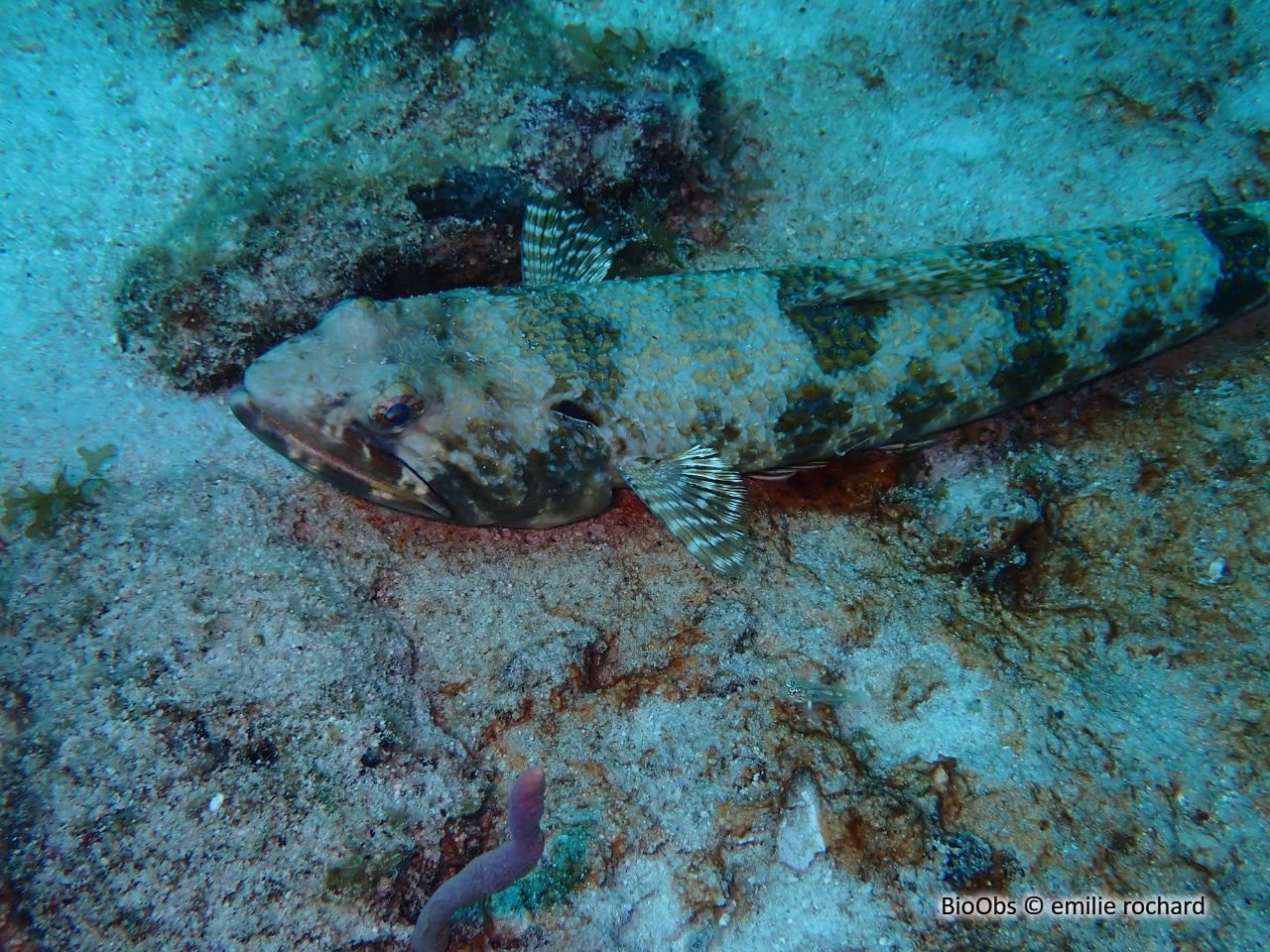 Anoli de sable - Synodus intermedius - emilie rochard - BioObs