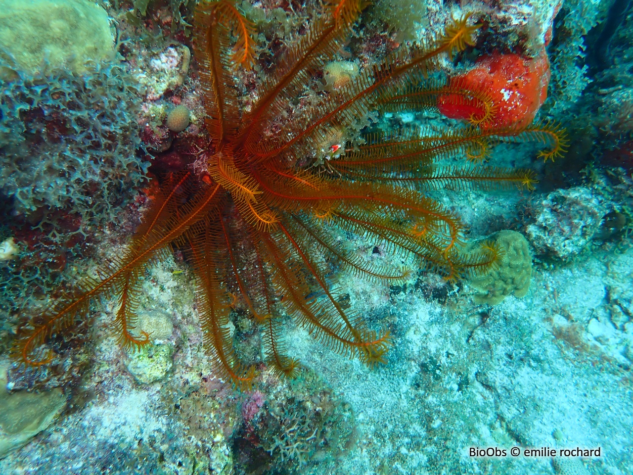 Comatule dorée - Davidaster rubiginosus - emilie rochard - BioObs