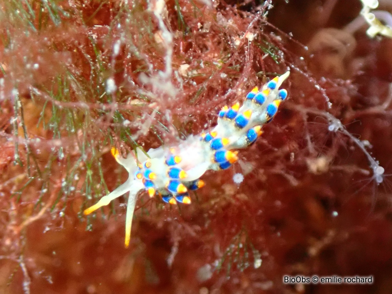 Eolidien de Morrow - Trinchesia morrowae - emilie rochard - BioObs