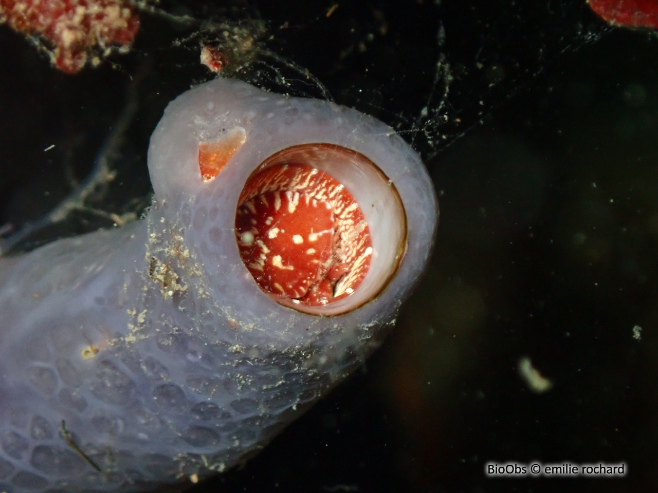 Grand vermet - Thylacodes arenarius - emilie rochard - BioObs
