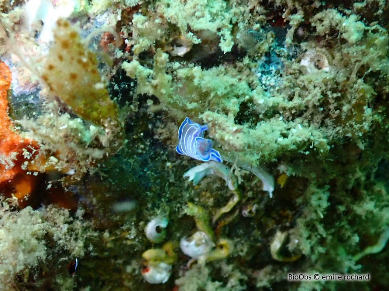 Ver plat bleu de Méditerranée - Prostheceraeus giesbrechtii - emilie rochard - BioObs